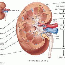 腎臟工作的最小單位是腎元（nephron） 每個腎臟有一百萬個腎元，負責維持水分與電解質的平衡，過濾排出尿毒素，最後形成尿液